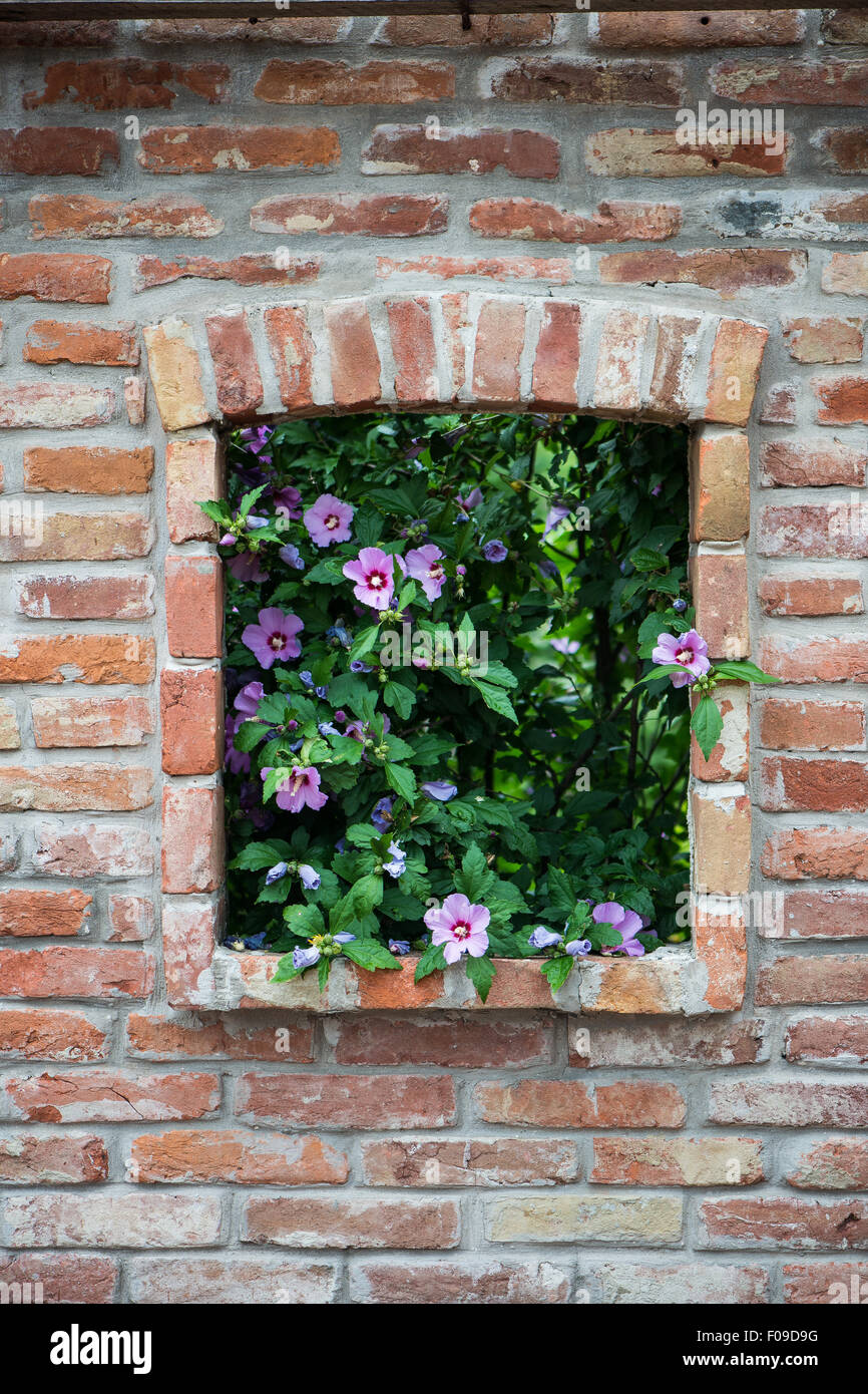 Hyacinth bush in the brick wall. Window with flowers Stock Photo