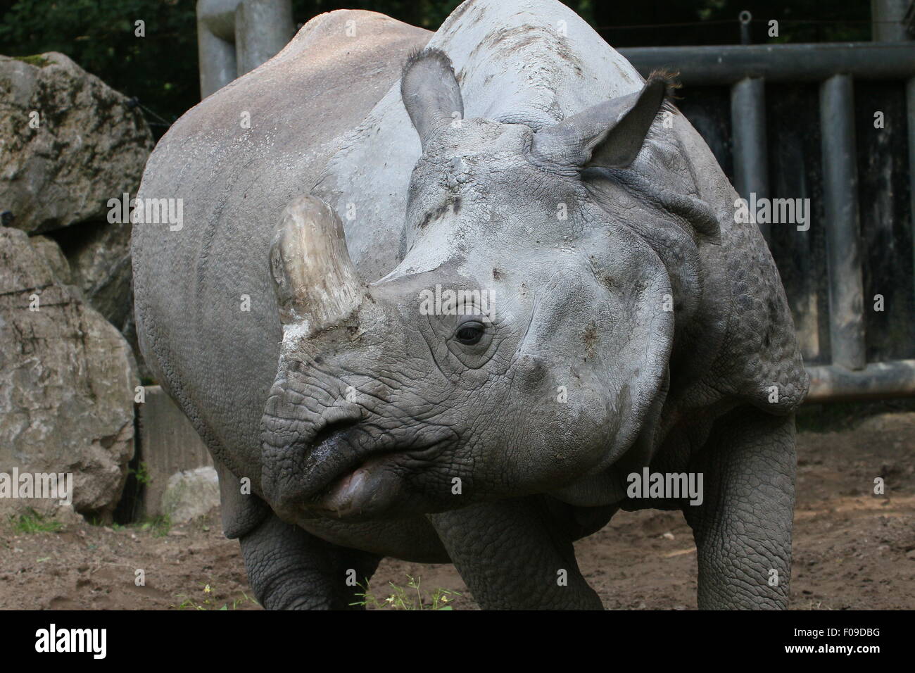 Greater one-horned Indian rhinoceros (Rhinoceros unicornis), closeup of head Stock Photo