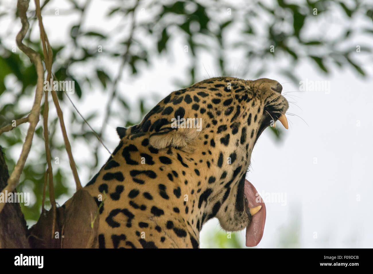 Big yawn, jaguar waking up from sleeping on the river bank, Rio Cuiaba, Pantanal, Brazil Stock Photo