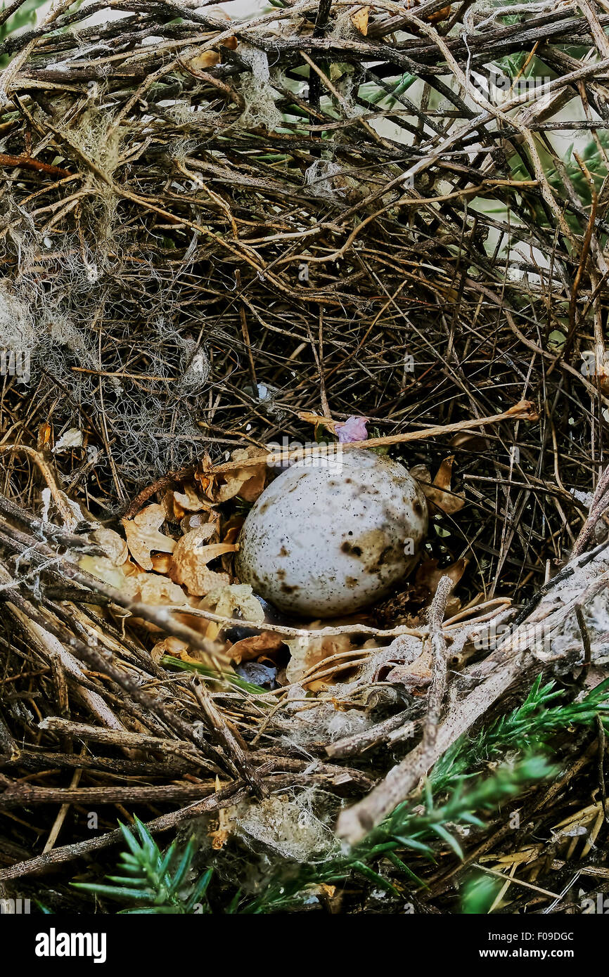 Bird's nest with eggs on a tree branch Stock Photo - Alamy