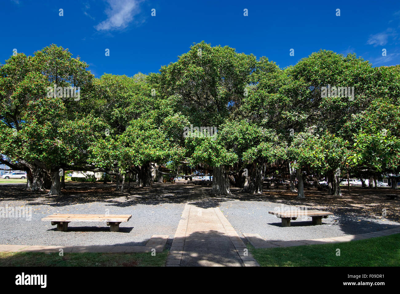 Banyan tree in courtyard square. Lahaina Harbor on Front street, Maui, Hawaii Stock Photo