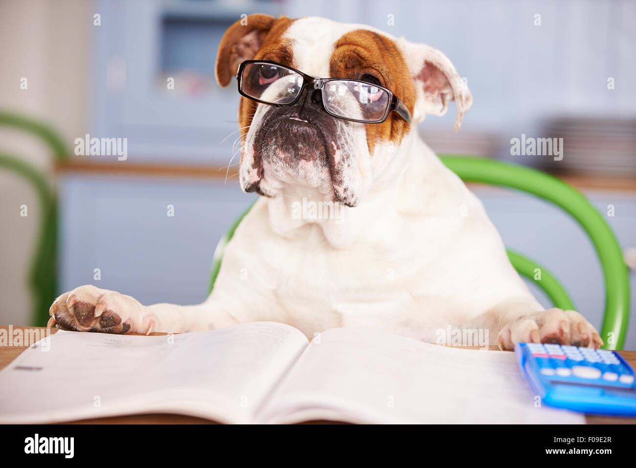 Sad Looking British Bulldog Pretending To Be Businessman Stock Photo