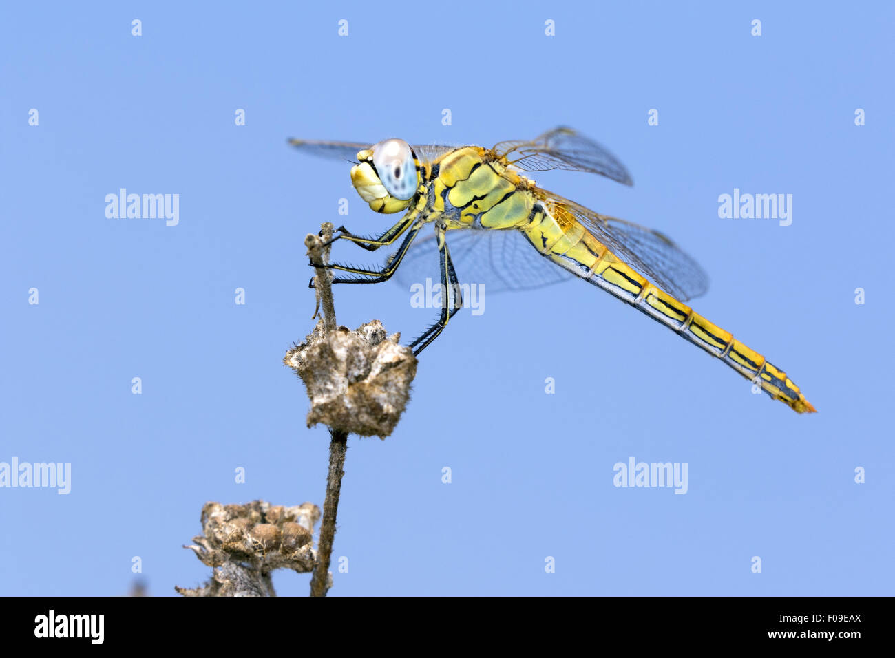 Dragonfly on a dry twig Stock Photo - Alamy