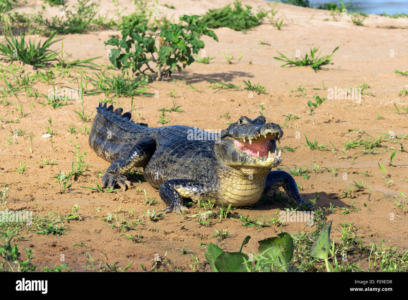 Big smile, caiman on a sand bar, Rio Cuiaba, Pantanal, Brazil Stock Photo