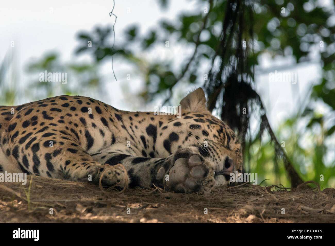 Big foot, sleeping jaguar on the river bank, Rio Cuiaba, Pantanal, Brazil Stock Photo