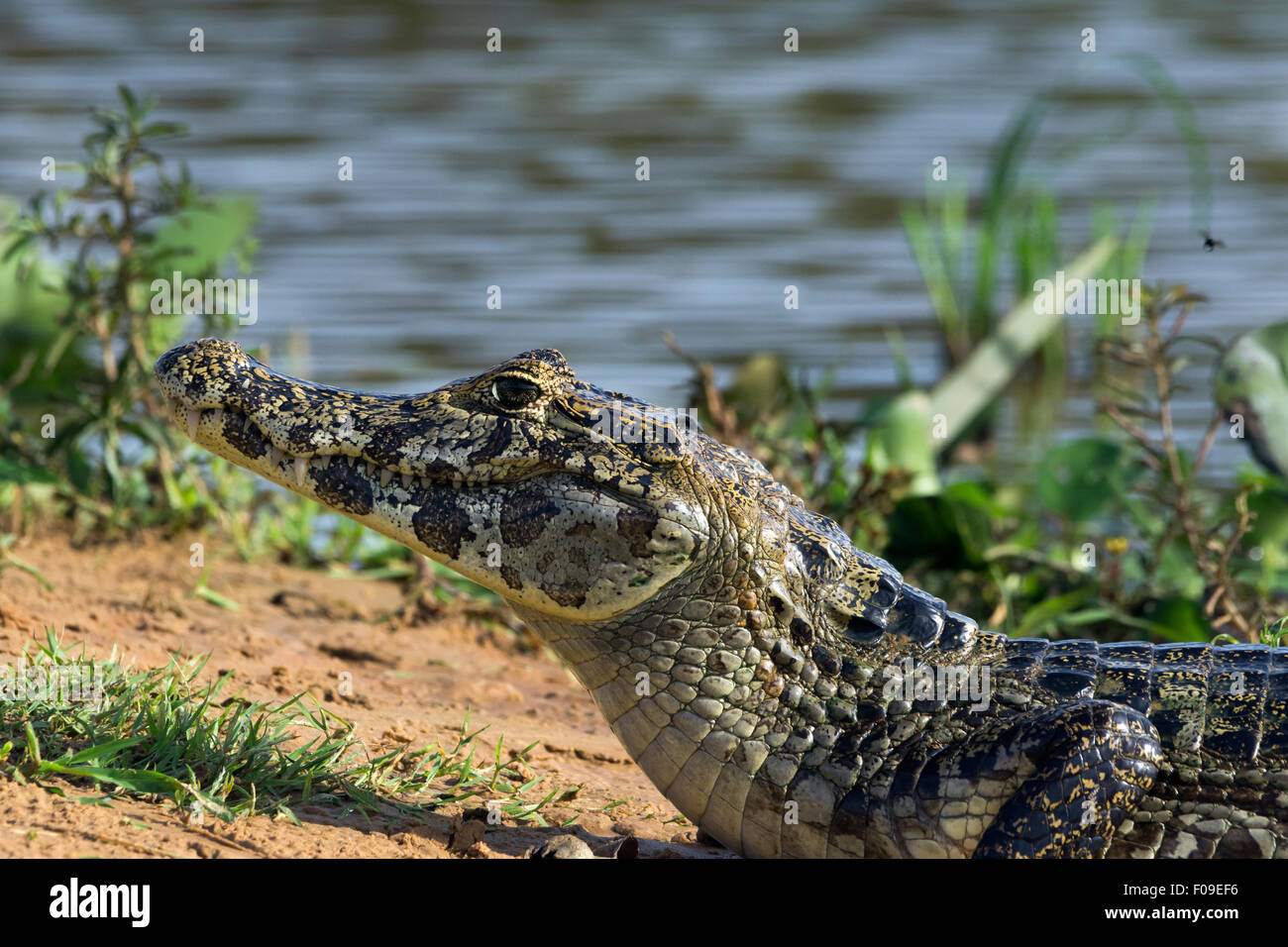 Young caiman on a sand bar, Rio Cuiaba, Pantanal, Brazil Stock Photo