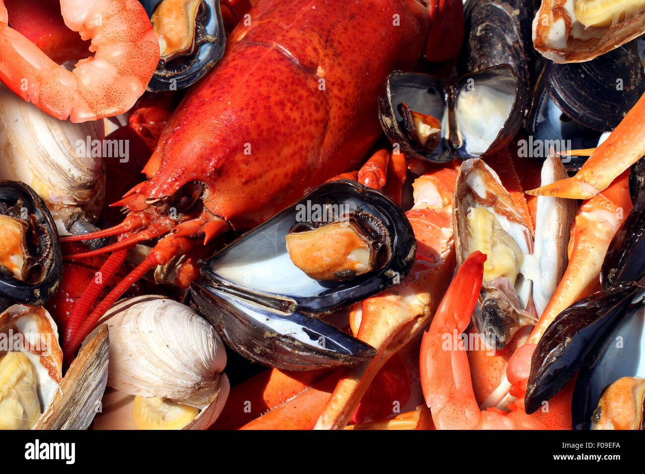 Shellfish plate of crustacean seafood as fresh lobster steamed clams mussels shrimp and crab as an ocean gourmet dinner background. Stock Photo