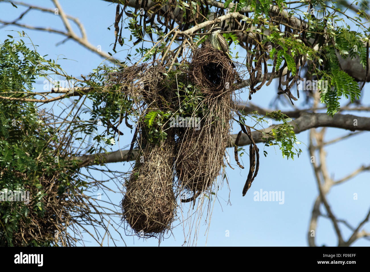 Weaver bird nests with (query) white bearded flycatcher, Pantanal wetlands, Brazil Stock Photo
