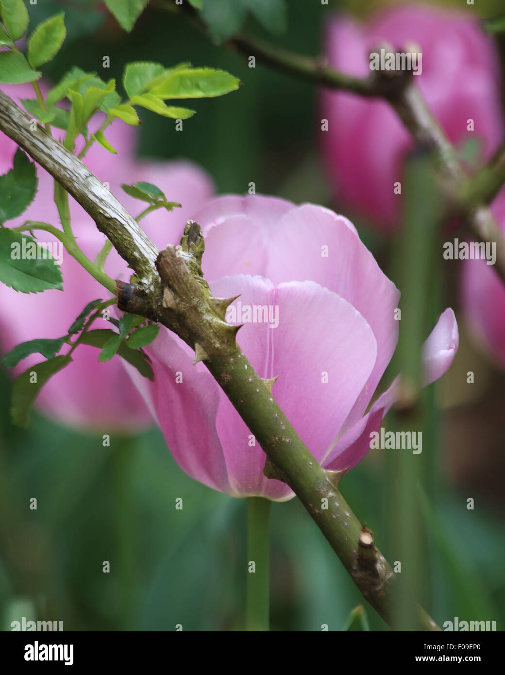 spring flowers south carolina Stock Photo Alamy