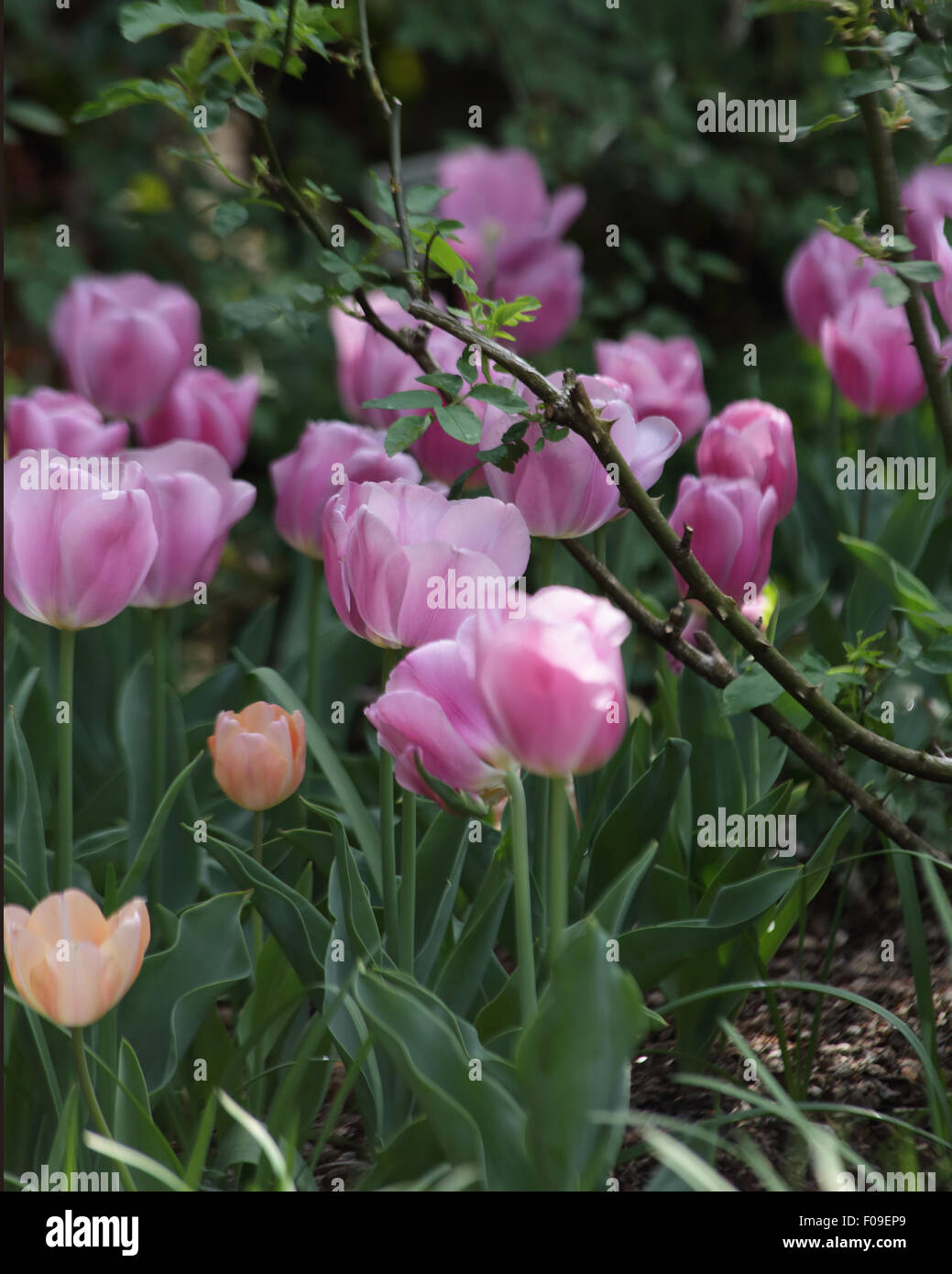South carolina plants hires stock photography and images Alamy