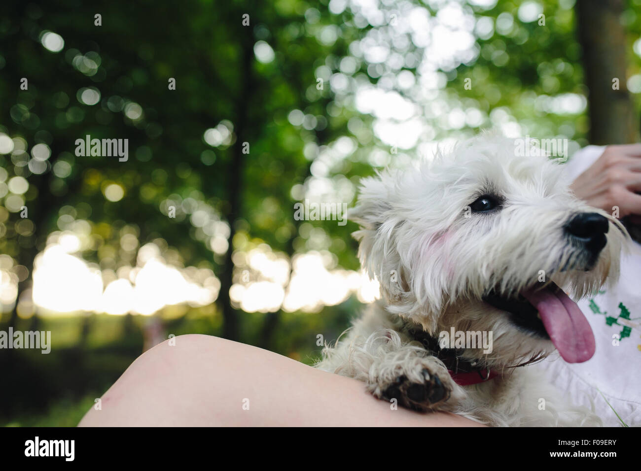 little dog with a girl Stock Photo - Alamy