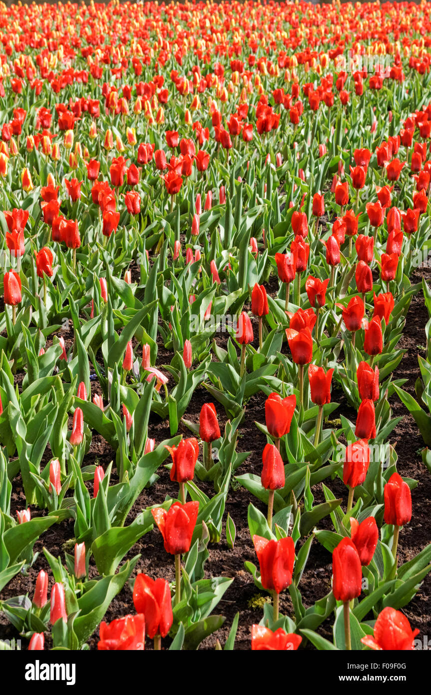 Red tulips in Keukenhof Gardens Netherlands Stock Photo - Alamy