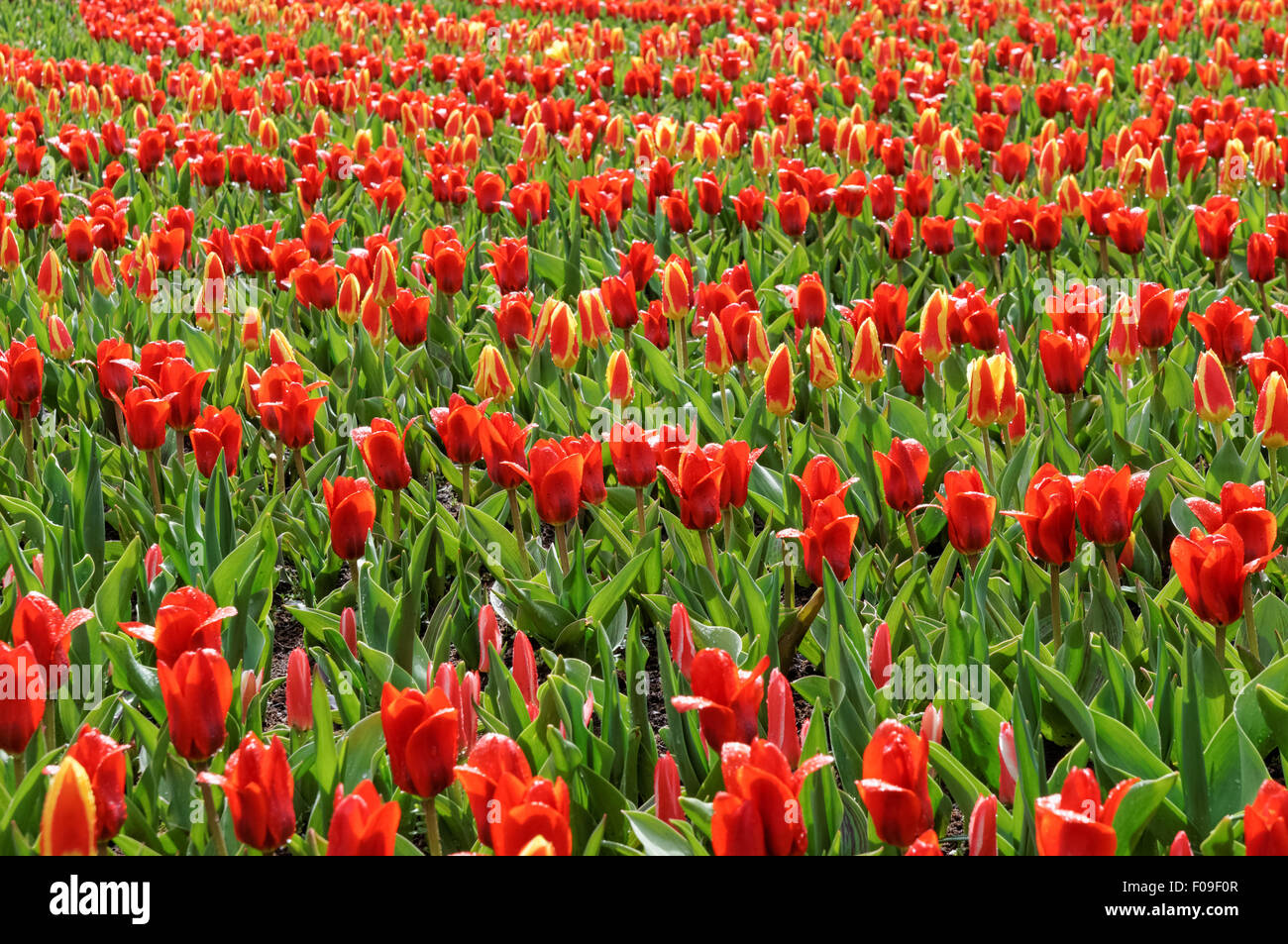 Red tulips in Keukenhof Gardens Netherlands Stock Photo - Alamy