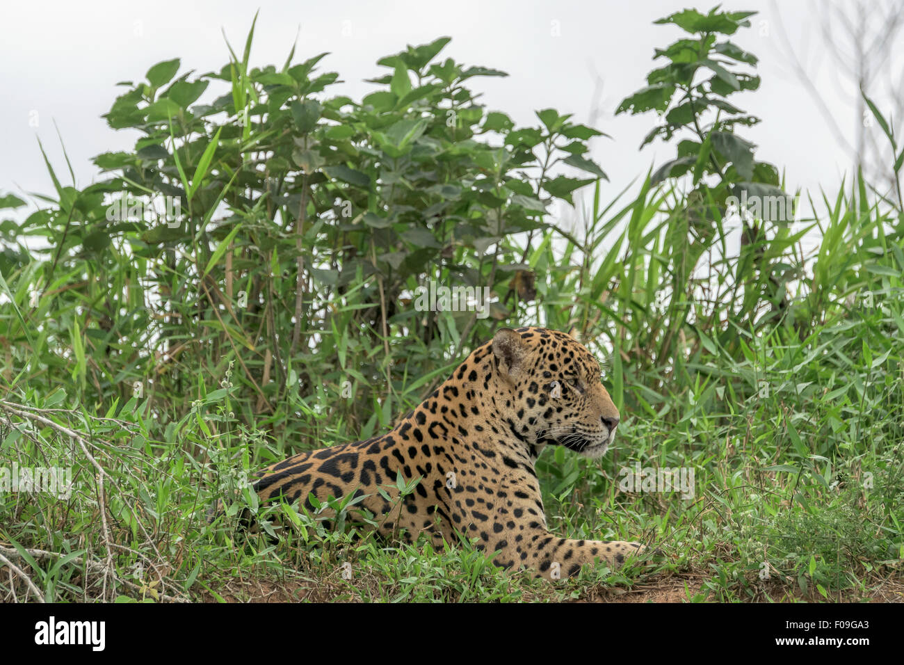 Resting jaguar, Rio Cuiaba, Pantanal, Brazil Stock Photo - Alamy