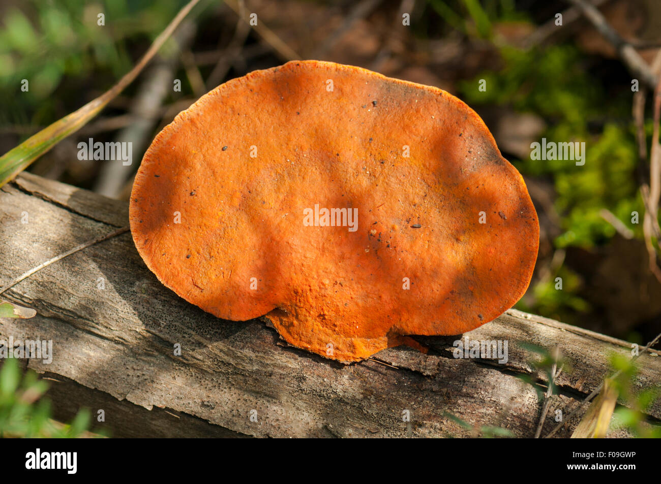 Pycnoporus coccineus, Scarlet Bracket Fungus, Baluk Willam Reserve, South Belgrave, Victoria, Australia Stock Photo