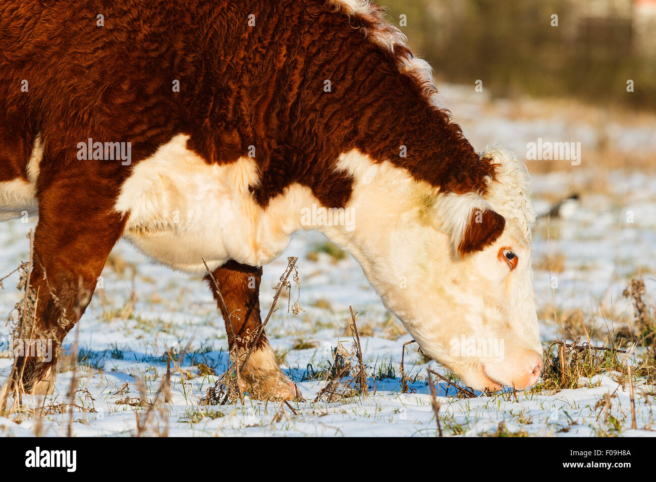 Highland catlle cow breed close up. Searching for grass in winter at sundown. Stock Photo