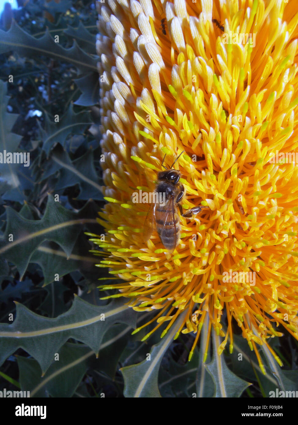 European honeybee (Apis mellifera) pollinating flower of Banksia ashbyi, King's Park, Perth, Western Australia Stock Photo