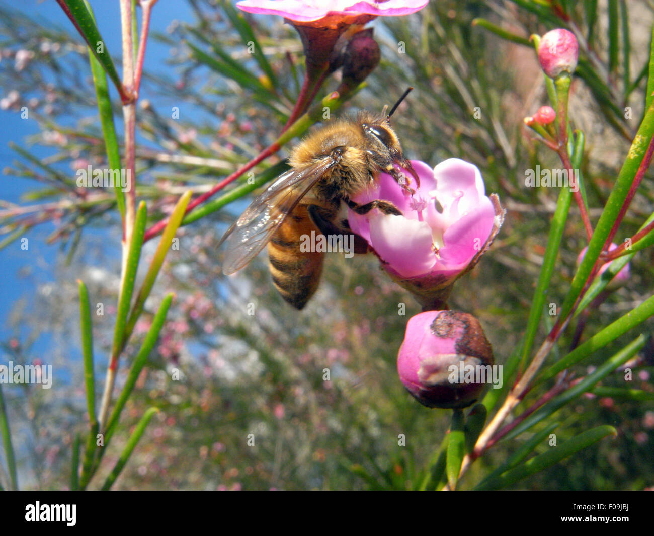European honeybee (Apis mellifera) pollinating Australian native flowers, Geraldton wax (Chamelaucium uncinatum) Stock Photo
