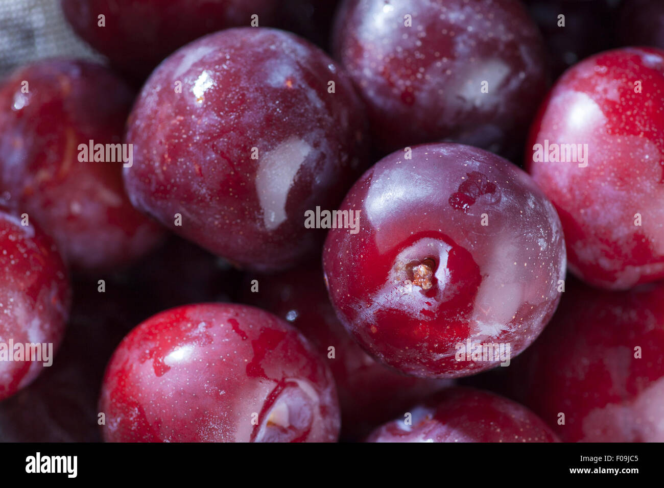 Washed Ripe Plums Stock Photo