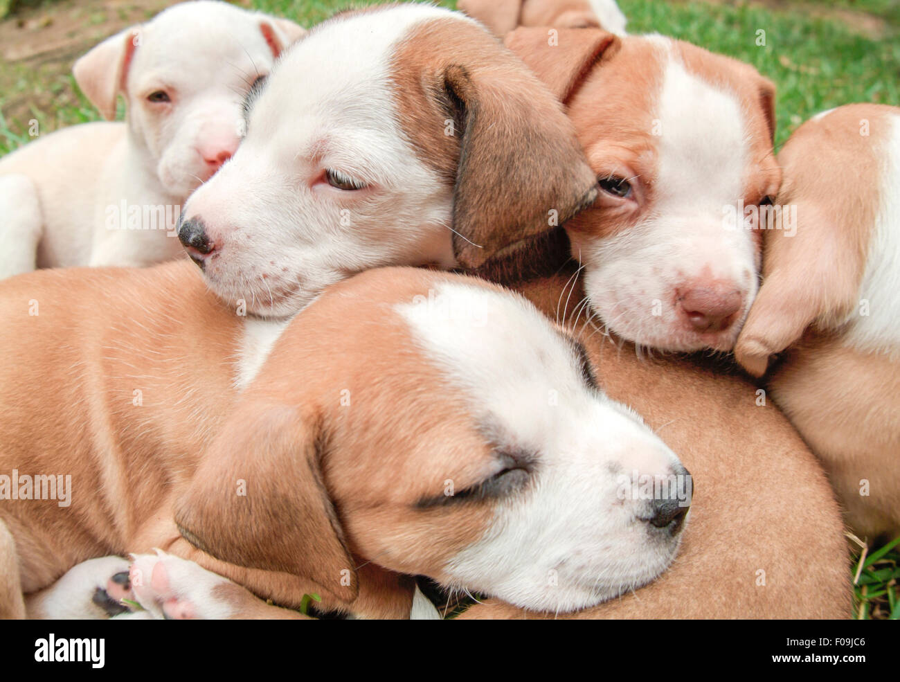 how much sleep do 6 week old puppies need