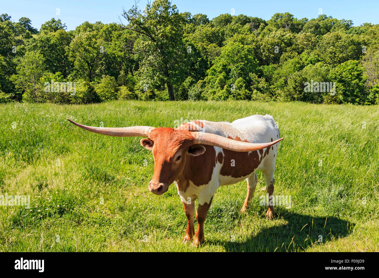 Long horn cattle seen during the tram ride at Dogwood Canyon Nature