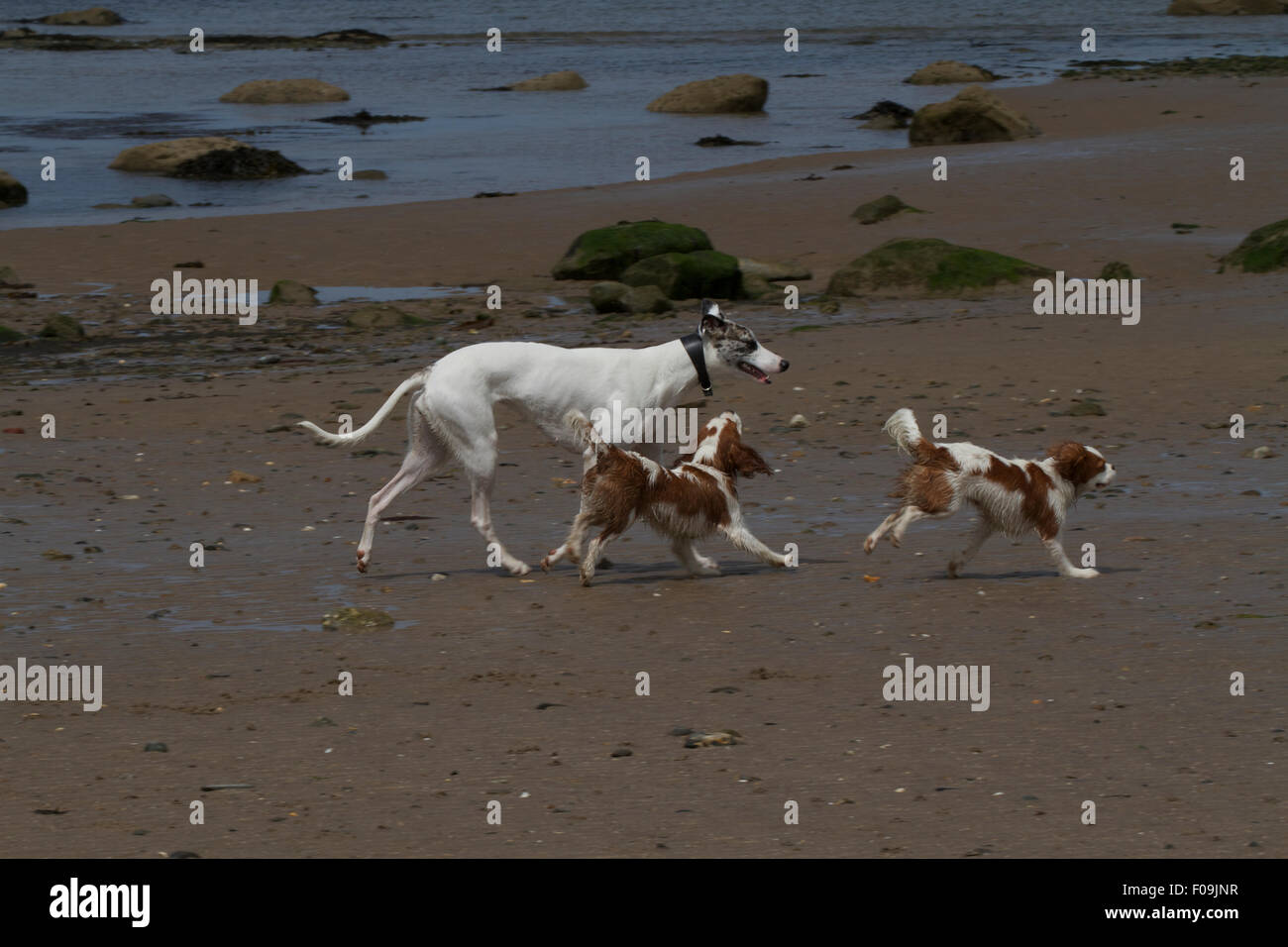 Three dogs playing on beach. Wales UK Stock Photo - Alamy