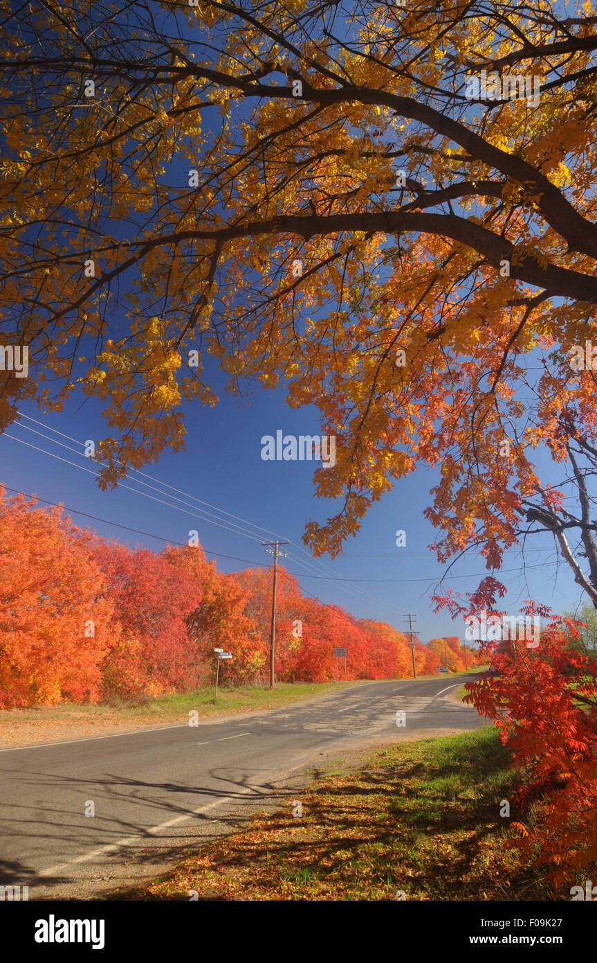 Spectacular autumn foliage along the road to Canowindra, central NSW, Australia Stock Photo