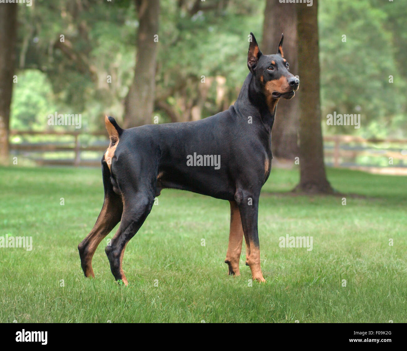 male doberman