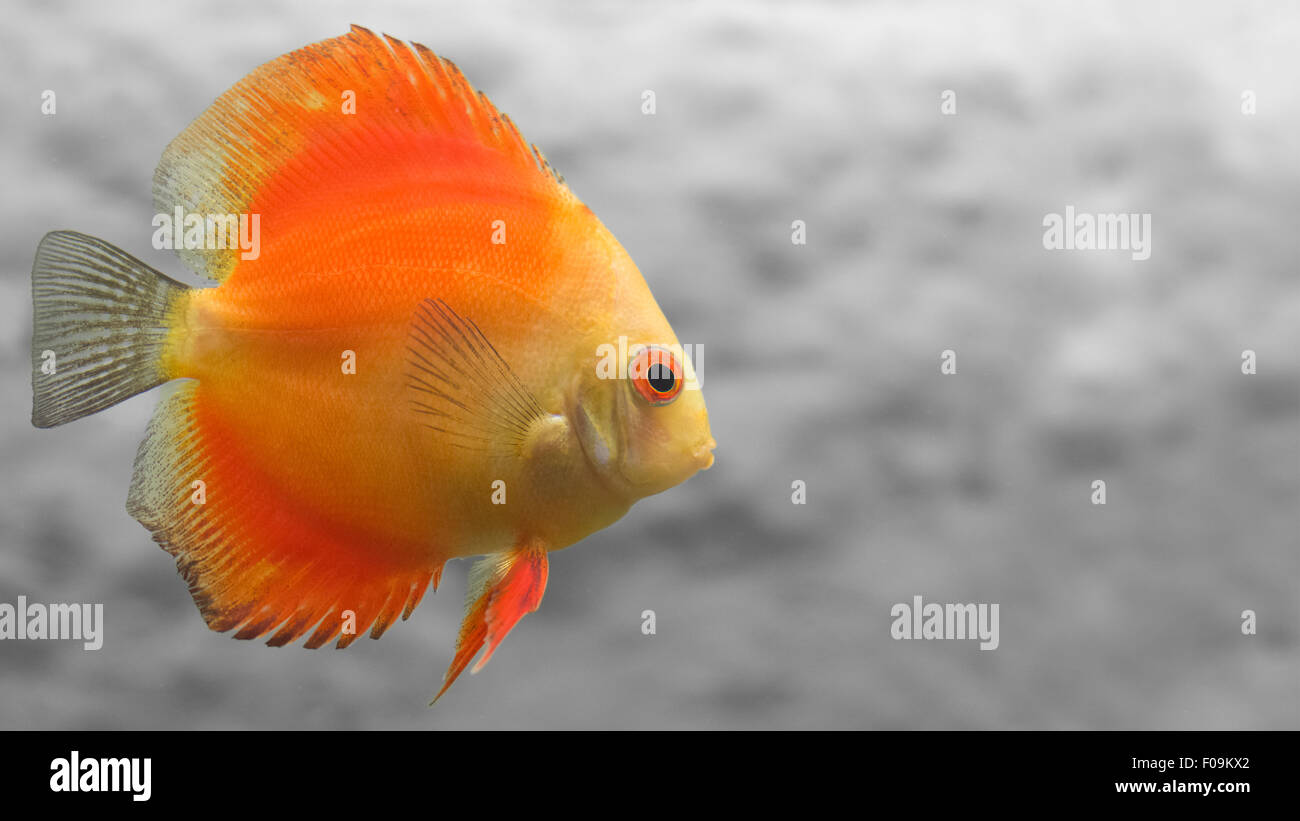 Melon Discus Fish with Simple Gray Background Stock Photo