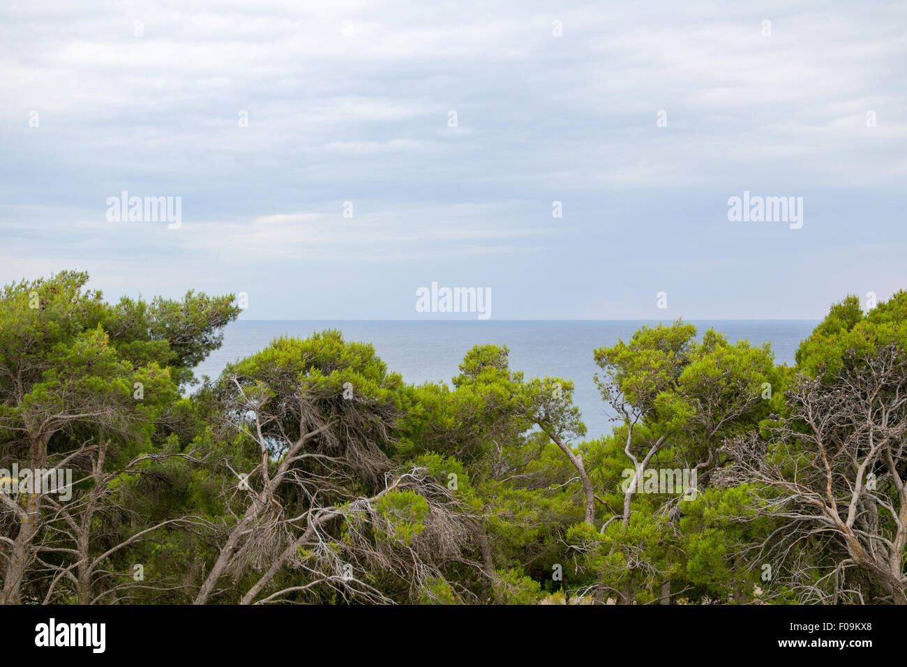 Gnarled Trees and Blue Sea with Overcast Sky Stock Photo