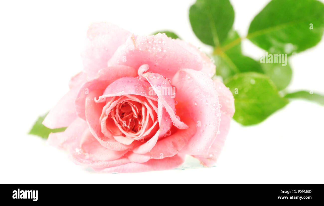 Beautiful pink rose isolated on white Stock Photo - Alamy