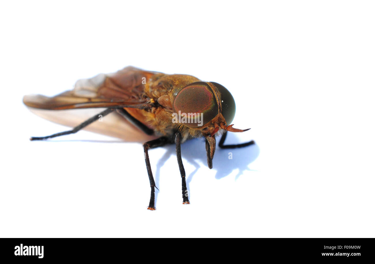 Macro shot of a fly isolated on white Stock Photo