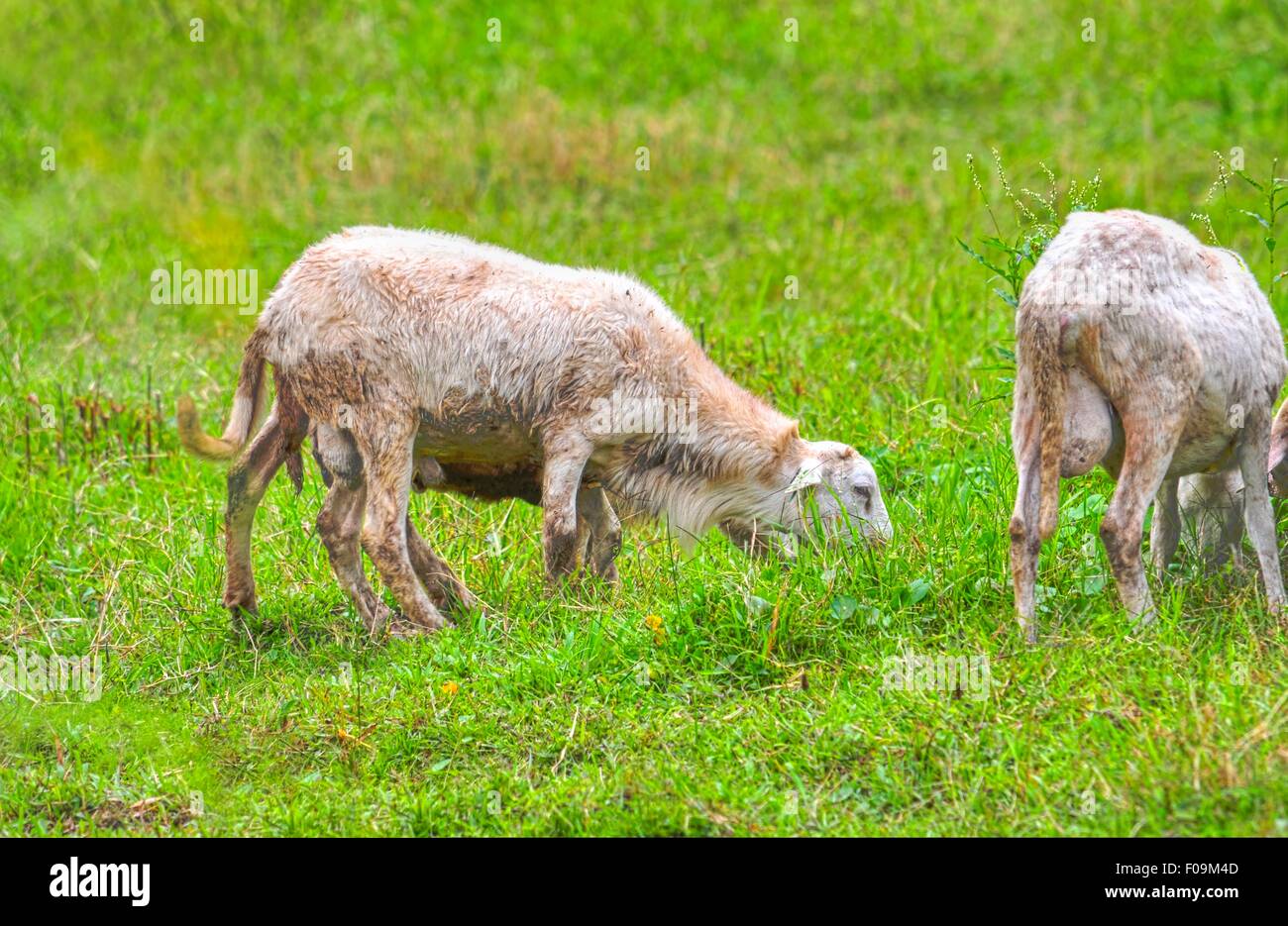 Sheep grazing in a pasture field in Europe Stock Photo