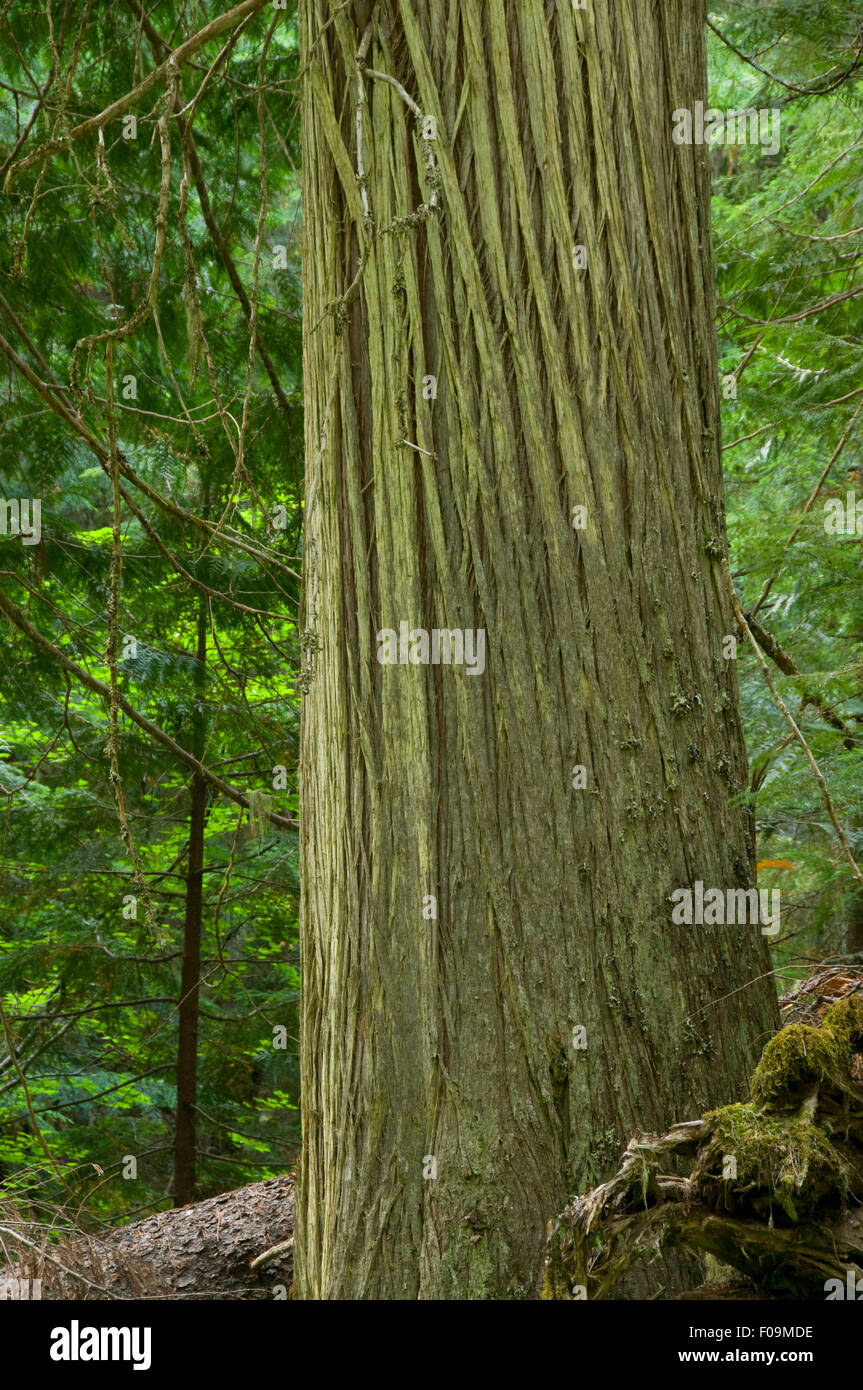 Grove of cedars hires stock photography and images Alamy