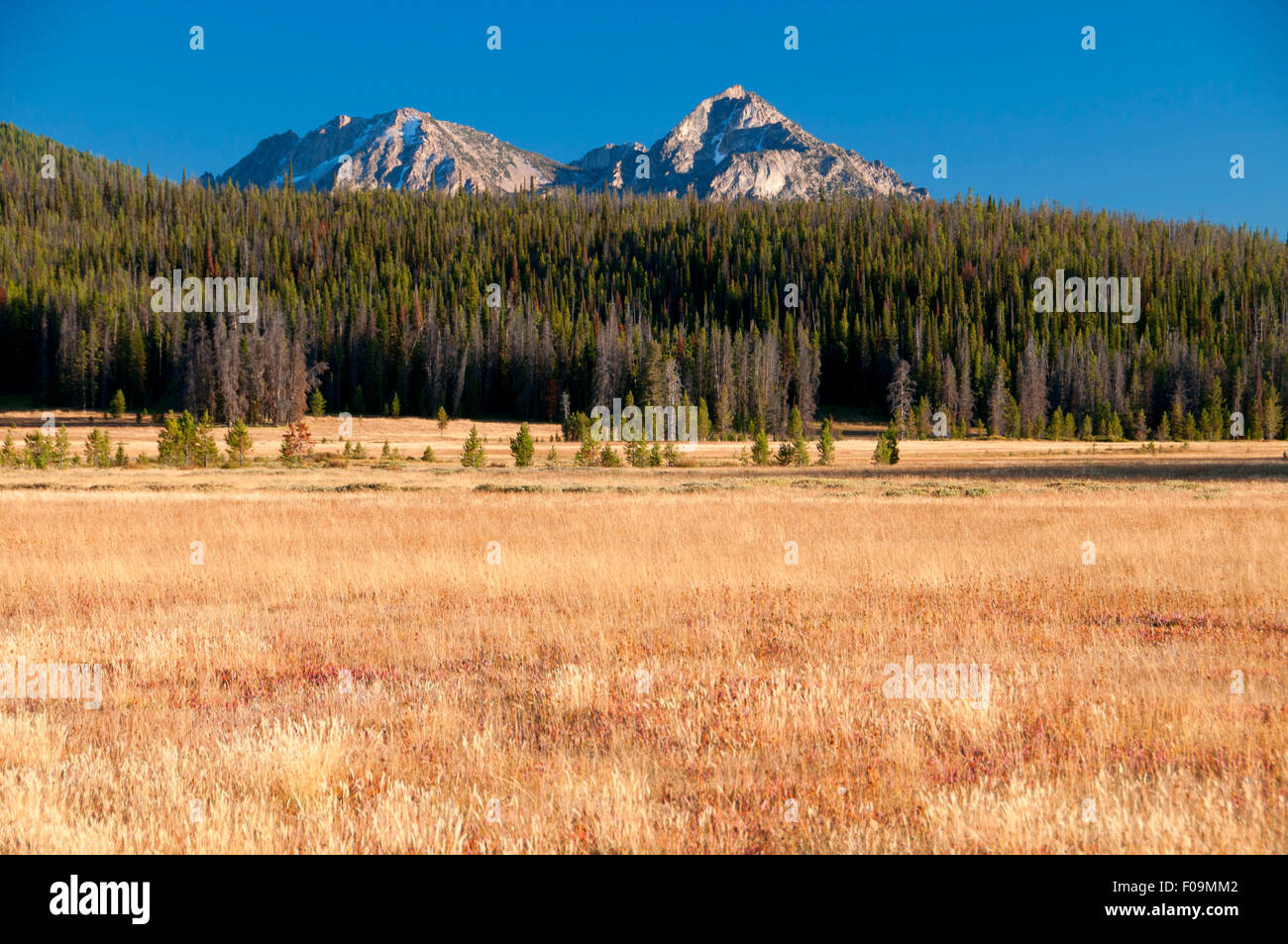 Trap Creek Meadow to Sawtooth Range, Ponderosa Pine Scenic Byway, Sawtooth National Recreation