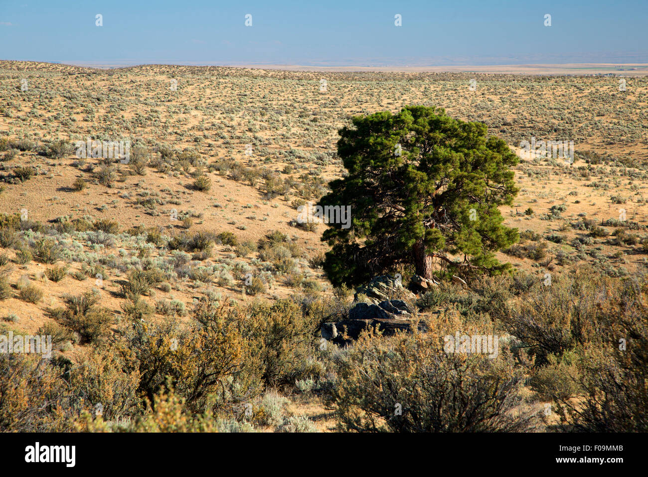 High desert sage view with pine, Main Oregon Trail National Backcountry Byway, Oregon Trail National Historic Trail, Idaho Stock Photo