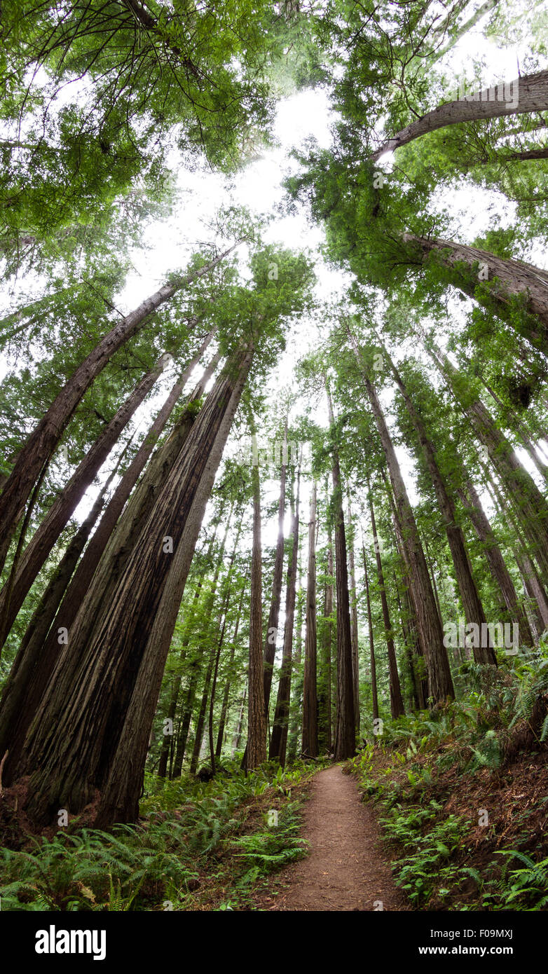tall towering trees reaching towards the sky in the Redwood National ...