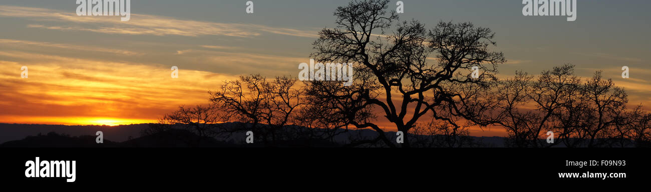 Oak Tree Silhouette Panoramic Sunset Stock Photo