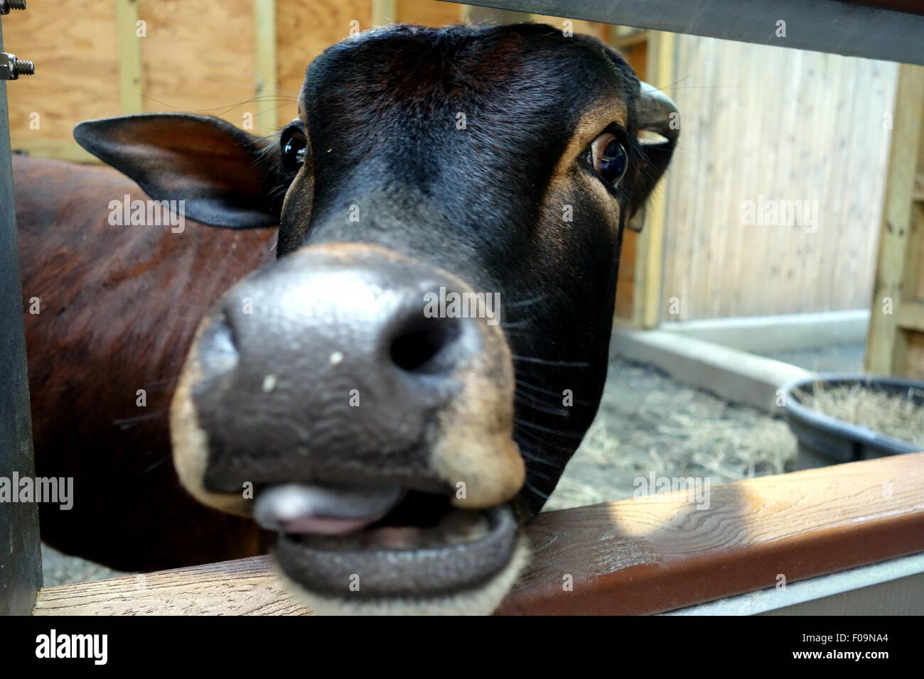Hungry cow at the Bronx Zoo. Stock Photo