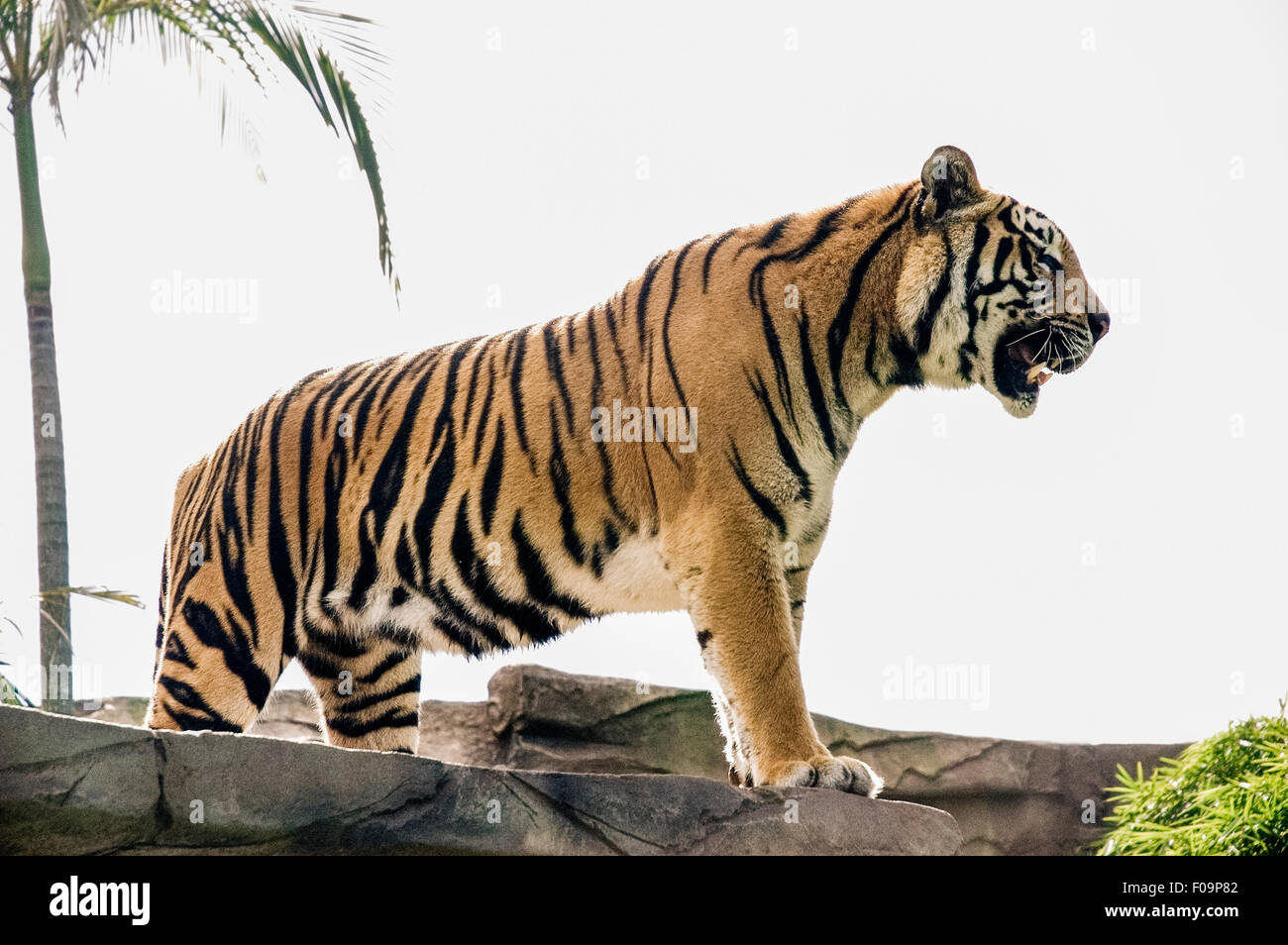 Image of a musculous roaring tiger in bright light Stock Photo