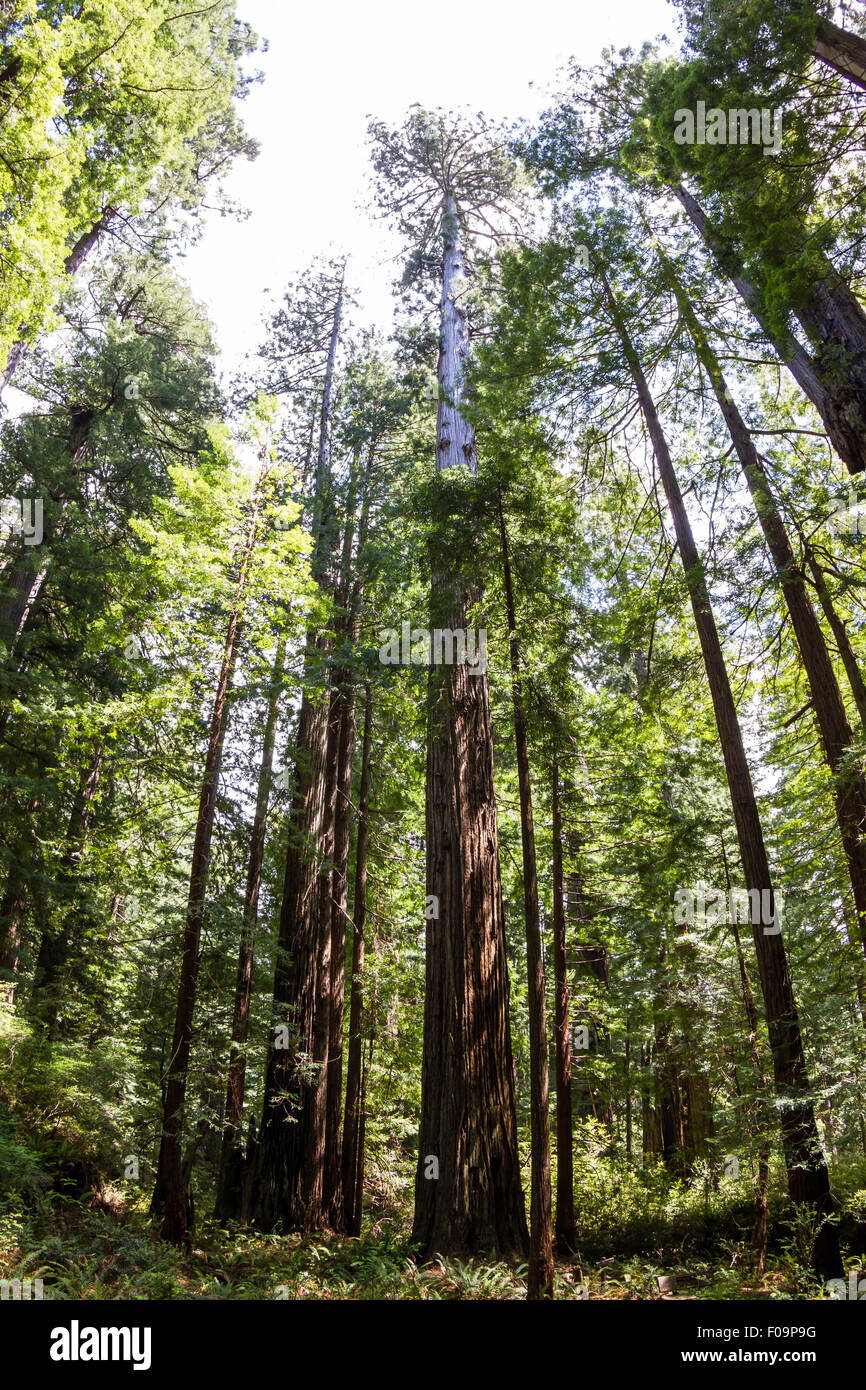 tall towering trees reaching towards the sky in the Redwood National ...