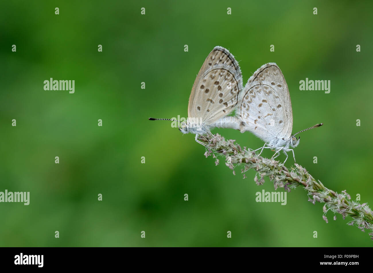 Mating Butterflies on the field Stock Photo