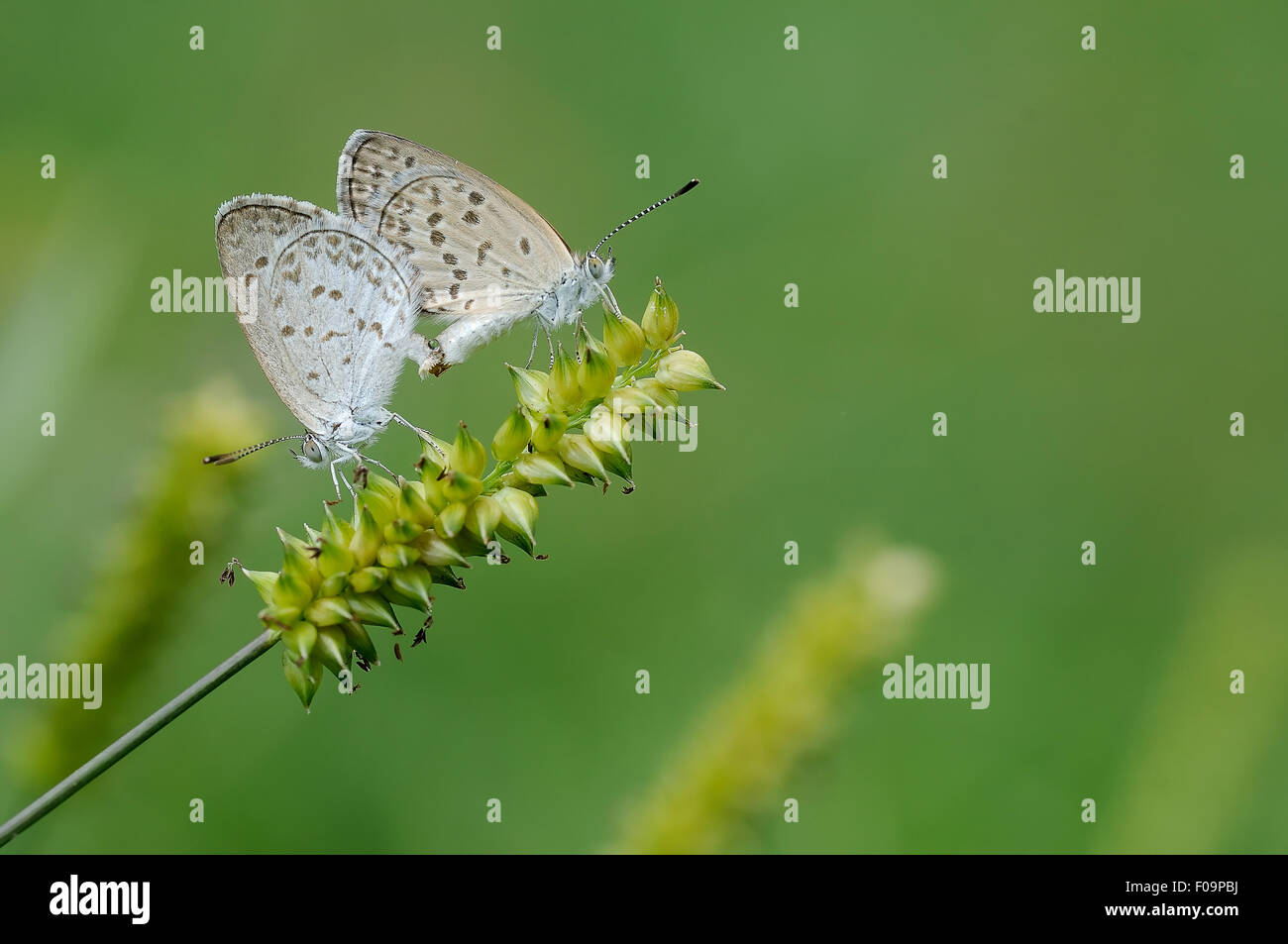 Mating Butterflies on the field Stock Photo