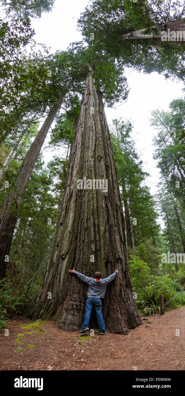 young man hugging a giant red wood tree in a park in northern California Stock Photo