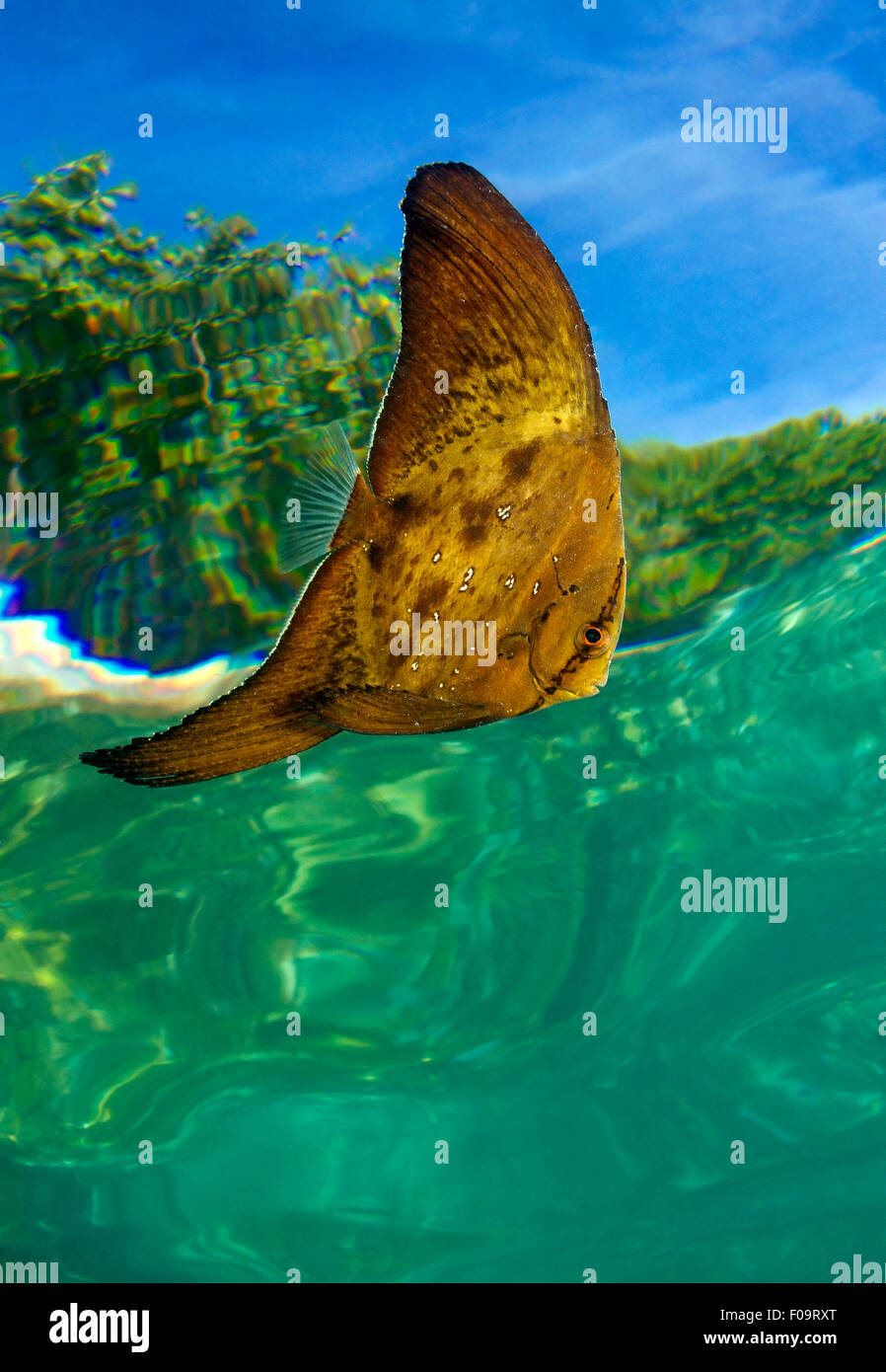 SPADELFISH WITH SURFACE REFLEXION THROUGH THE WATER Stock Photo