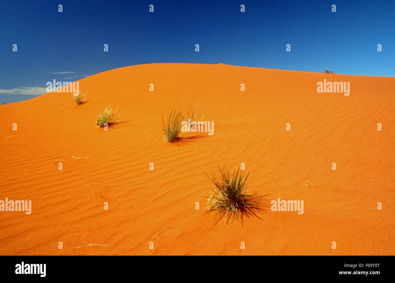 SAND DUNES AND VEGETATION IN THE GREAT VICTORIA DESERT, WESTERN AUSTRALIA Stock Photo