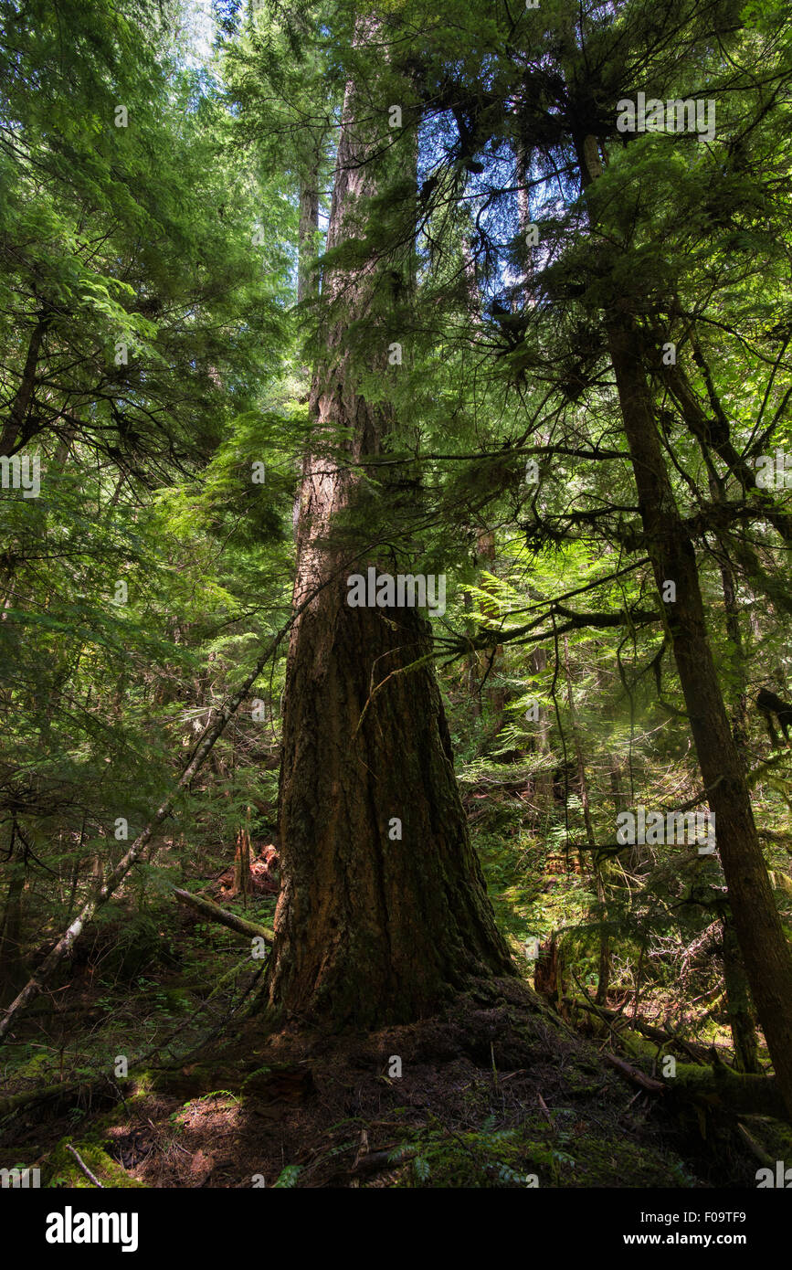 Large tree in an old growth forest along the Middle Fork of the Willamette River, Oregon. Stock Photo