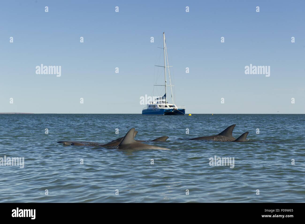 Dolphins and yacht in Shark Bay, Monkey Mia, Australia Stock Photo
