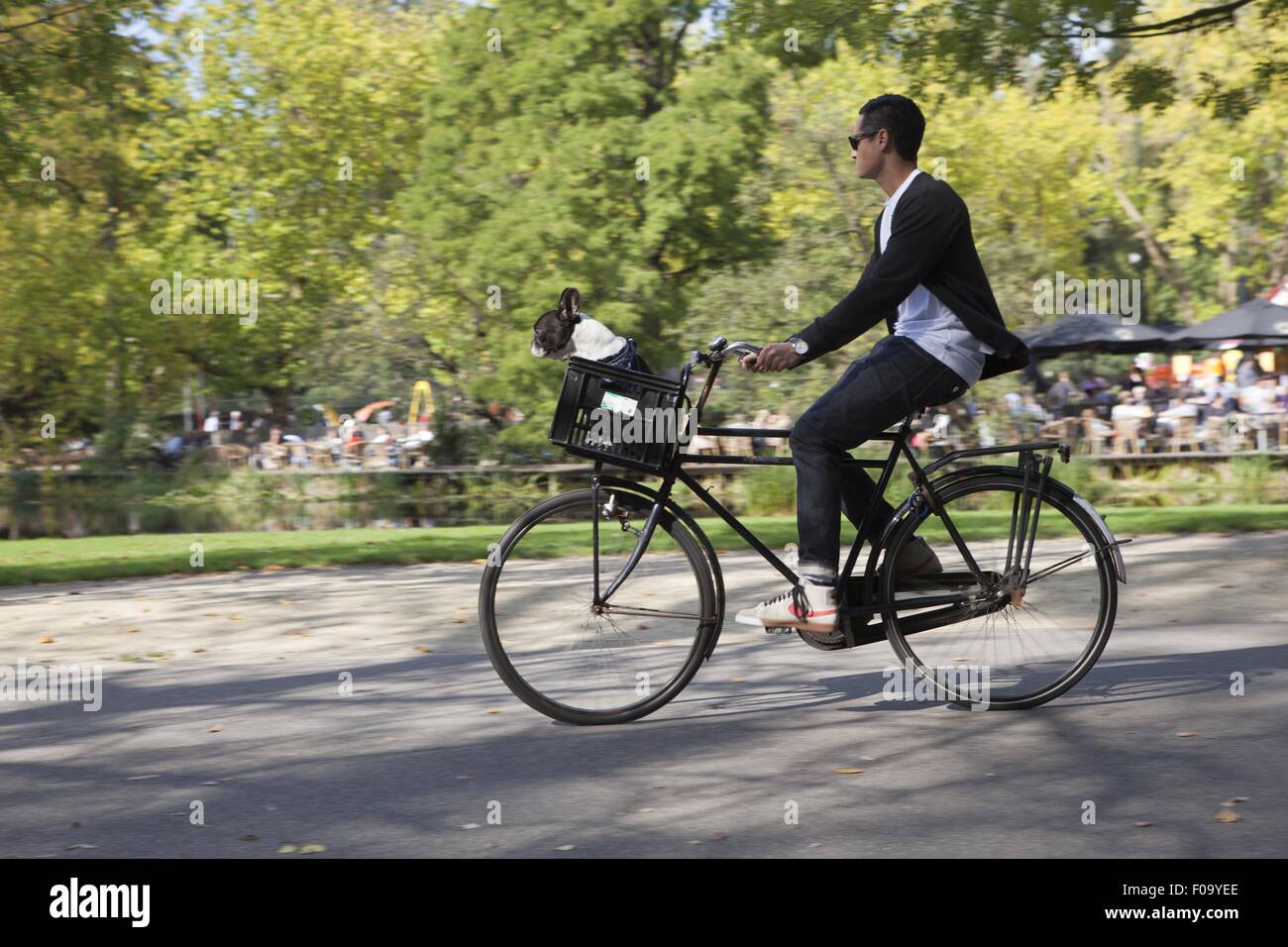 Man riding bicycle with dog in porter in Vondelpark, Amsterdam, Netherlands Stock Photo