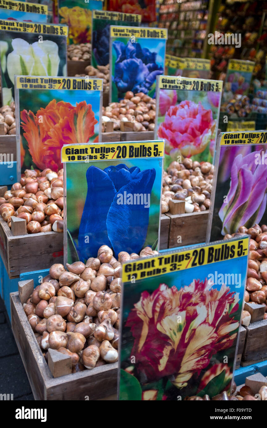Selection of tulip bulbs at an Amsterdam flower market Stock Photo Alamy